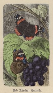 Papillon Vulcain