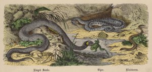 Serpent anneau, Vipère, Orvet