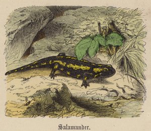 Salamandre