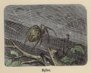 Araignée - Friedrich Specht