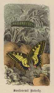Papillon Machaon