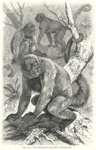 Le Barrigudo (Lagothrix Humboldti) (gravure) - Friedrich Specht