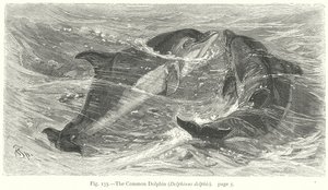 Le dauphin commun (Delphinus Delphis) (gravure) - Friedrich Specht