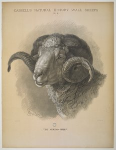 Le mouton mérinos, de 