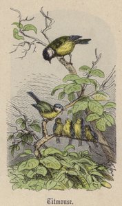 Mésange