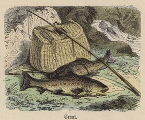 Truite - Friedrich Specht