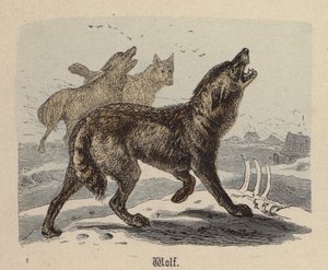 Loup