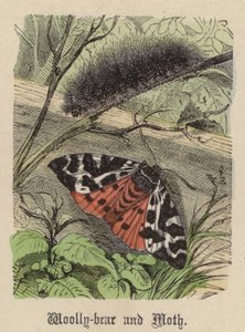 Chenille laineuse et Papillon