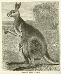 Kangourou et jeune (gravure)
