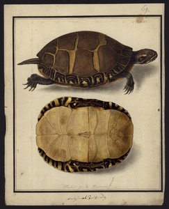Chrysemys picta, avant 1792 - Friedrich Wilhelm Wunder
