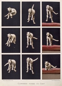 Comment un Chat Tombe, de Les Dernières Merveilles de la Science par Daniel Bellet