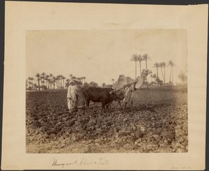 Chameau laboureur - G. Lekegian