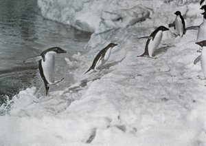 Manchots sautant sur la banquise, vers 1911, 1913