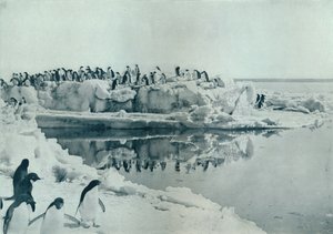 Pingouins sur la banquise, vers 1911, 1913