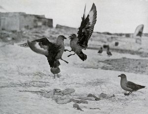 Mouettes skuas se battant pour du gras, 1911, 1913