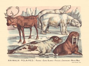 Page 14 : Animaux polaires : rennes, ours polaires, phoque du Groenland, morse mâle - Gabriel Gostiaux