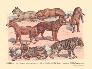 Page 13 : Pumas ou lions d