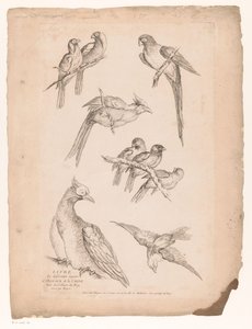 Neuf oiseaux chinois - Gabriel Huquier (attributed to)