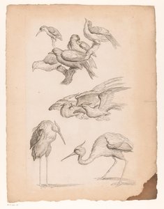 Neuf oiseaux chinois, y compris des hérons et un martin-pêcheur - Gabriel Huquier (attributed to)