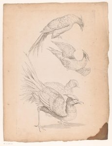 Quatre oiseaux chinois, peut-être des oiseaux de paradis
Différents oiseaux chinois (titre de la série)
Livre des différentes espèces d