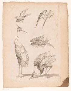 Sept oiseaux chinois, y compris des hérons et des perroquets - Gabriel Huquier (attributed to)
