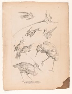 Neuf oiseaux chinois, dont un héron et peut-être des oiseaux de paradis - Gabriel Huquier