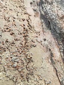  - Gabriela Aleksandra Szuba