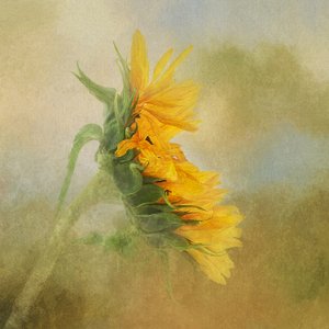  - Gaille Gray
