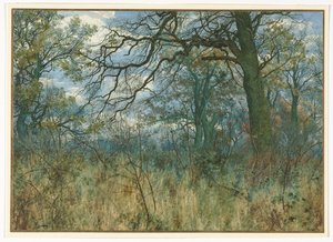 Arbres et sous-bois - Garden William Fraser