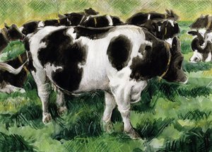 Vaches Frisonnes - Gareth Lloyd Ball