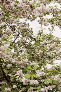 Fleurs de cerisier au printemps - Gemma Bardot