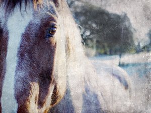 Le regard doux du cheval - Gemma Bardot