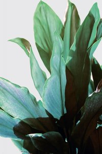 Plante verte tropicale