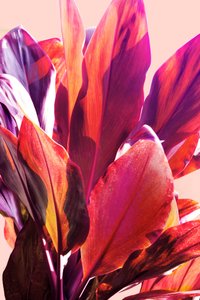 Feuilles tropicales aux couleurs vives - Gemma Bardot