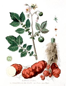 Pomme de terre, planche botanique par G. de Nangis, France