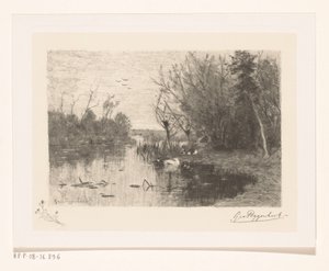 Canards le long et sur le bord d
