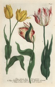 Variétés de tulipe, Tulipa gesneriana