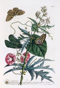 1. Abutilon, 2. Convolvulus, vers 1748 gravure coloriée à la main - "Georg Dionysius Ehret