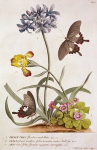 Agapanthus africanus, Iris variegata et une espèce d