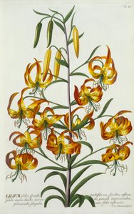Lys Turkscap Américain - "Georg Dionysius Ehret