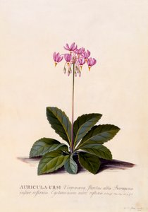 Aricula Ursi Étoile filante, vers 1744, gravure colorée à la main