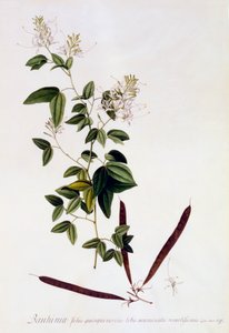 Bauhinia, vers 1745 gravure coloriée à la main - "Georg Dionysius Ehret