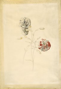 Œillets - Georg Dionysius Ehret