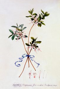 Cistus Virginiana, c. 1743 gravure coloriée à la main - "Georg Dionysius Ehret