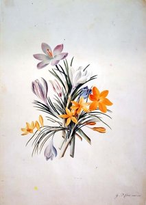 Bouquet de crocus