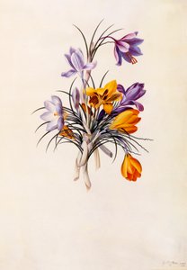 Crocus, vers 1744, gravure colorée à la main