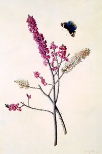 Daphne Mezereum avec papillon, vers 1740 gravure coloriée à la main