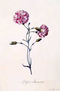 Difor Amourius Œillet, vers 1745 gravure colorée à la main - "Georg Dionysius Ehret