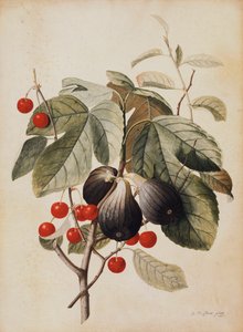Figues et cerises, 1747
