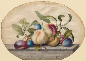 Arrangement de fruits : Pêches et prunes sur une dalle de marbre, 1742 - Georg Dionysius Ehret